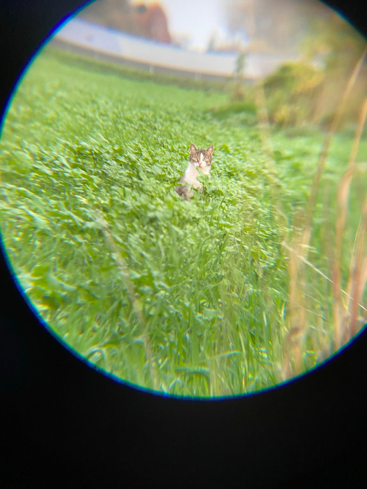 Beeld door de Exortus verrekijker: een kat op afstand, scherp in beeld