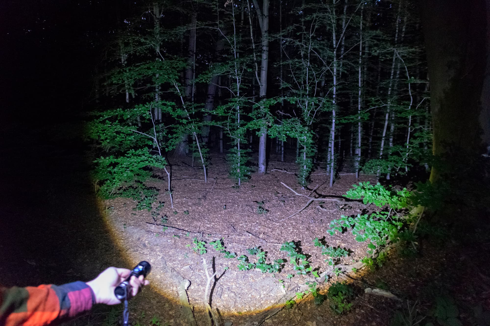 Brede lichtbundel van de Exortus zaklamp verlicht een groot deel van het bos in het donker